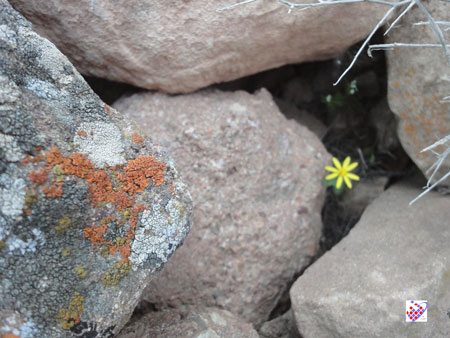 گل عینالی Eynali Flower